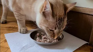 Lynx point Siamese cat eating cooked beef