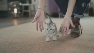 Аdvertising  Реклама Whiskas 2016   Вискас для котят