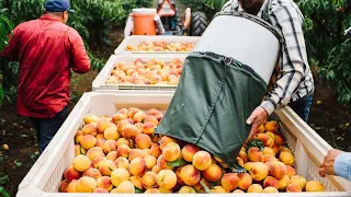 How American Farmers Produce Billions Of Peaches - Amreican Farming