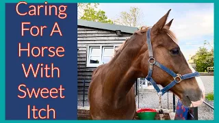 TIPS TO HELP A HORSE WITH SWEET ITCH | Equestrian