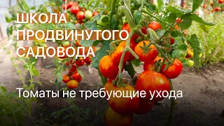 Томаты не требующие ухода. Школа продвинутого садовода