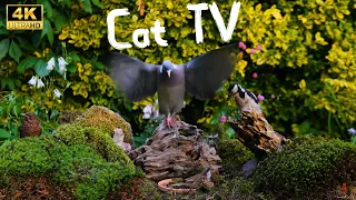 Cat TV for cats to watch | Lovely birds from forest 4K