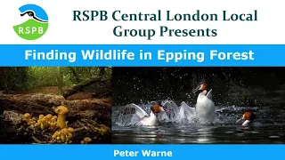 Finding Wildlife in Epping Forest by Peter Warne