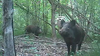 réaction d'un sanglier pris au piége vidéo