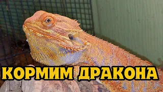 Кормим ручного дракона Драго. Кормление бородатой агамы/dragon feeding, lizard feeding