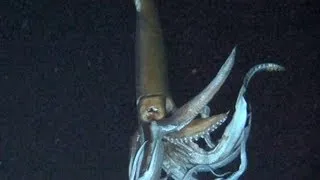 Giant Squid Spotted in Ocean
