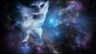 FUNNY CAT VIDEOS MEMES COMPILATION OF 2022 (BEST FUNNY CATS) PART 39