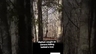 Bigfoot encounter