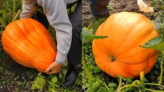 ТЫКВА ДЫННАЯ гигант на даче в средней полосе, без особого ухода