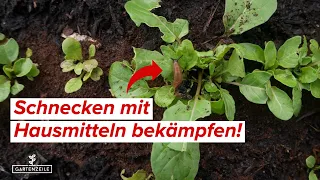 Schnecken mit Hausmitteln bekämpfen und aus dem Garten fernhalten! Unsere besten Hausmittel!