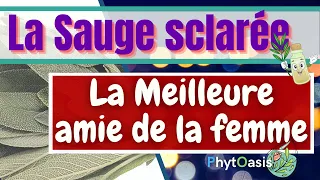 Règles douloureuses, ménopause, varices: Comment utiliser l'Huile Essentielle de Sauge Sclarée?