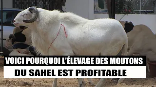 Voici Pourquoi l'Elevage des Moutons du Sahel est Profitable.