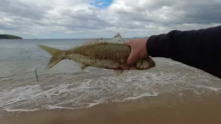 Surf fishing at South Arm Tasmania/Derwent River Atlantic Salmon