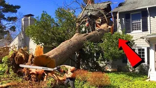 Dangerous Fastest Tree Felling Fails Skill With Chainsaw, Tree Falling on Houses Compilation