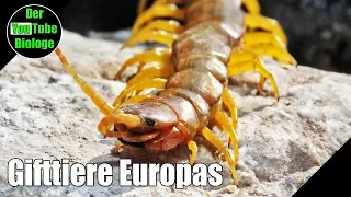 Skolopender und andere Hundertfüßer Europas