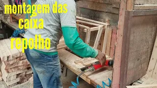 Montagem das caixas de repolho