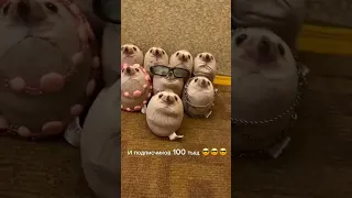 Он не мелкий 🦔😎