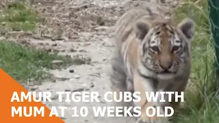 Amur Tiger Cubs With Mum At 10 Weeks Old