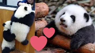 Aww Cute Panda - Funniest Animals Compilation / Plotpets