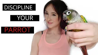 How To - Discipline A Green Cheek Conure