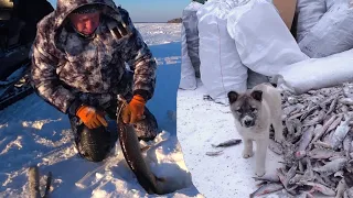 ЩУКИ ВСТАВАЛИ В ОЧЕРЕДЬ К ЭТОЙ ЖЕРЛИЦЕ. Рыбалка в ХМАО в январе.