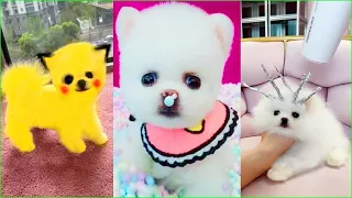 Funny and Cute Dog Pomeranian 😍🐶| Funny Puppy Videos #239