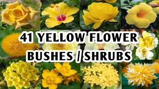 41 Yellow Flowering Bushes | Yellow Flower Shrubs for your garden to grow | Plant and Planting