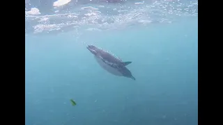 Penguins hunting for fish outside Floreana Island in the Galapagos.