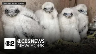 Names of falcon chicks in nest on Gov. Mario M. Cuomo Bridge revealed