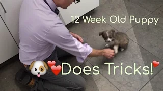 Cutest 12 Week Old Puppy Does Tricks!!!