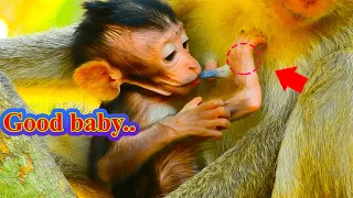 Wow wonderful baby monkey get breast-milk mama #monkey #animals