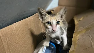 Rescue poor kitten from the box, cruel people, who make this | FTC Meow