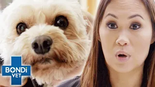 Dog With Colitis Can't Hold It's Bowels 😢 | Bondi Vet