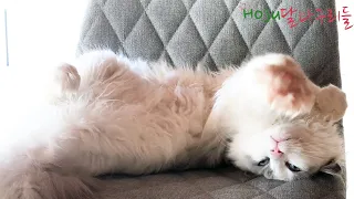 (ENG SUB)So Funny Sleeping Pose Cat