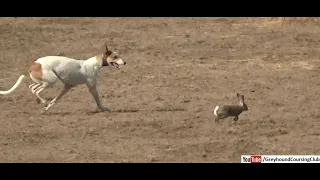 greyhound chasing rabbit in coursing race in Pakistan 2019 | dog race