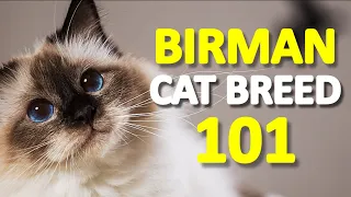 BIRMAN Cat Breed - The Sapphire eyed cat