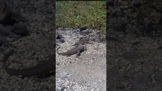 Marine Iguanas in Combat during mating season on the Galapagos Islands lucha de iguanas marinas