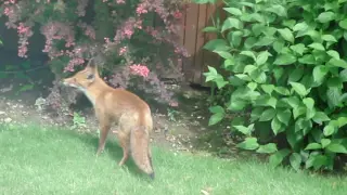 Young Urban Fox trapped