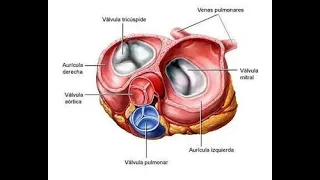 REGURGITAÇÃO TRICÚSPIDE NA ULTRASSOM OBSTÉTRICA - é normal ?