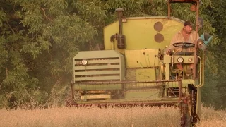 Claas Corsar - wheat harvest