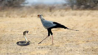 King Cobra Fights With Secretary Bird