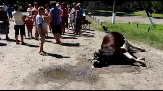 Отруєння худоби в селі Бунів Яворівського району 22-06-17