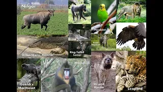 Rare Animals in Indira Gandhi Zoo Park | Visakhapatnam | Andhra Pradesh | India