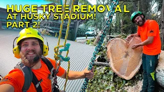 Huge Tree Removal at Husky Stadium! | Part 2