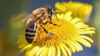 EL MUNDO DE LAS ABEJAS