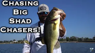 Fall Bass Fishing Season: Catching Big Bass Chasing Shad!!!
