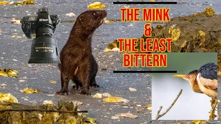 Nikon Z8 / Wildlife Photography/ What I found out about Minks.