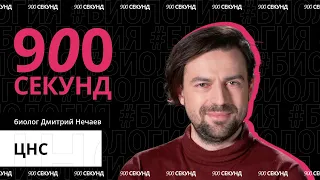 Как устроена центральная нервная система — за 900 секунд