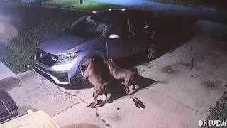 FL: Group of dogs tear through a car to attack a cat