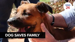 WATCH | Phoenix, the hero dog, recovering after being shot defending family home